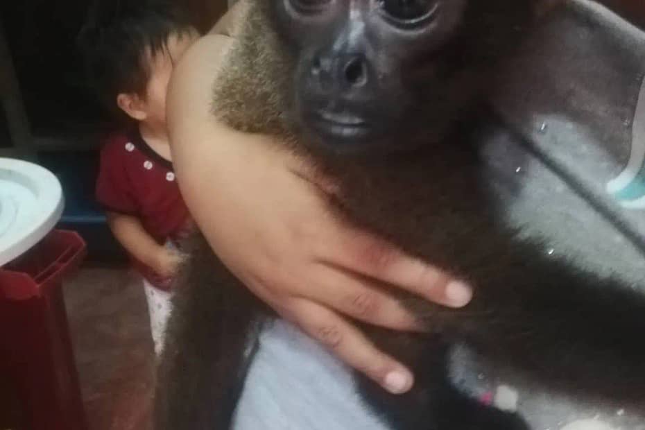 This baby woolly monkey was offered for sale in the market in Pucallpa