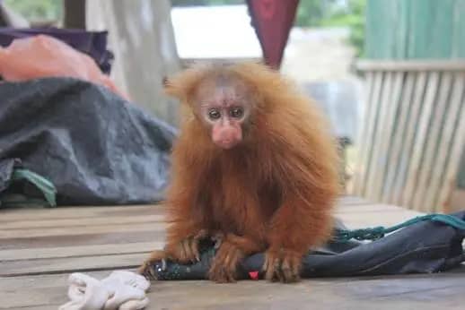 young red uakari being kept as a pet in a local village