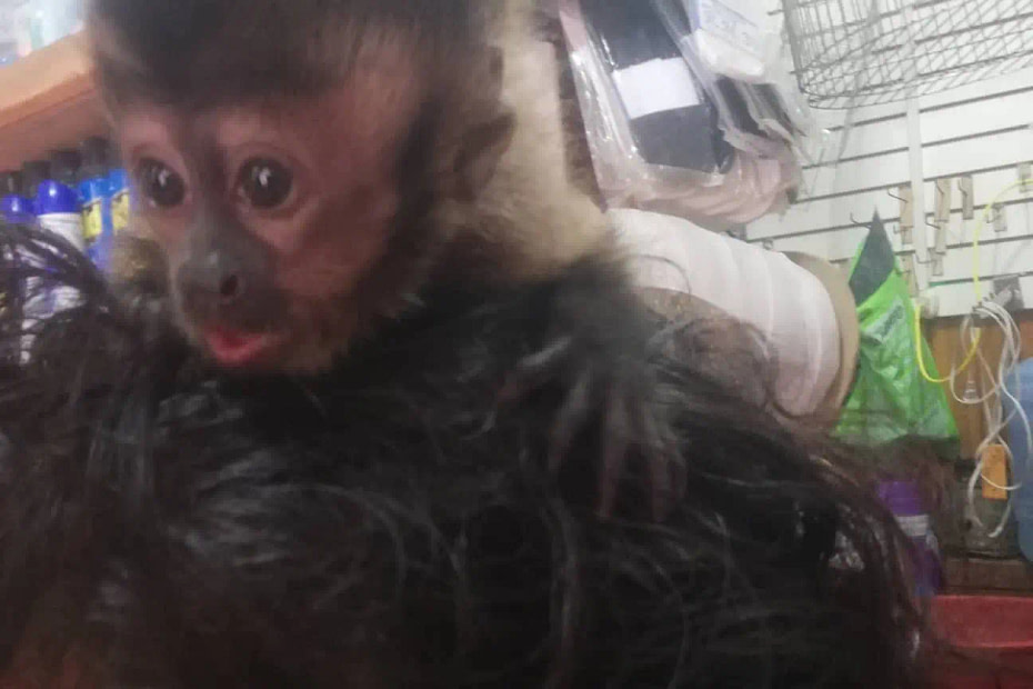 A baby capuchin monkey offered for sale in the market